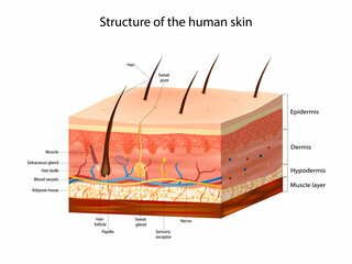 Skin Anatomy detailed vector illustration. Structure of the human skin. Layers skin epidermis, dermis, and the hypodermis. - obrazy, fototapety, plakaty
