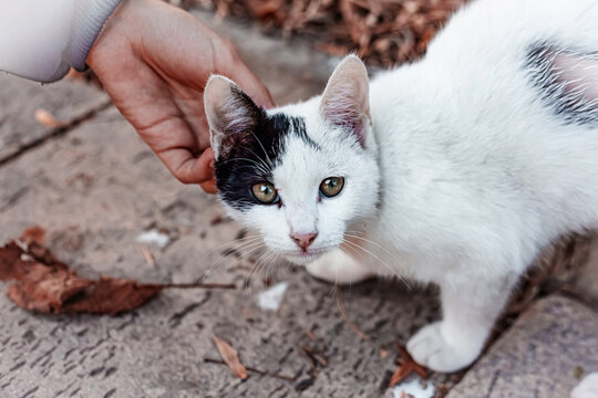 cute tabby cat, furry feline close-up. Little Kitten.
