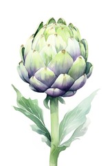 Fototapeta premium A Watercolor Painting of a Fresh and Healthy Vegetable, Perfect for Isolated Backgrounds