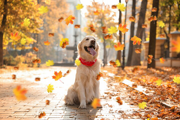 Cute Golden Retriever dog under falling leaves in park. Autumn walk