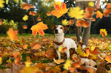 Man with adorable Jack Russell Terrier dog under falling leaves in park, closeup. Autumn walk