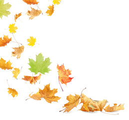 Dry autumn leaves flying on white background