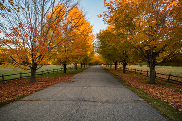 Fototapeta na wymiar autumn colorful leaves in Maine, New England USA