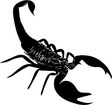 scorpion on black background
