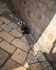 Two cats - black-and-white and black cat lying on the yellow cobblestone in Dubrovnik Old town
