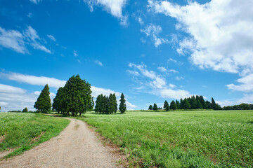 新潟県小千谷市 山本山高原のそば畑