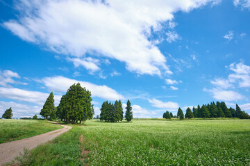 新潟県小千谷市 山本山高原のそば畑