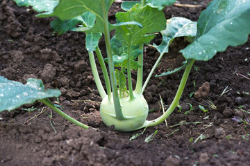 Organic turnip kohlrabi vegetables in vegetable garden. Kohlrabi grows on a farm. Fresh and ripe....