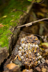Forest background with growing mushrooms on a fallen rotten village