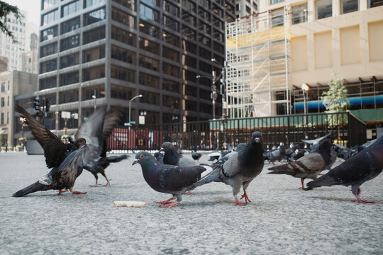 Pigeons On Street