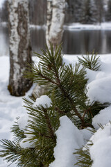 Tannenzweig im Schnee