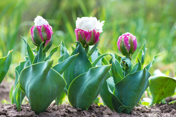 Ice cream kind exotic tulip -  ?nusual Netherlands sort - flowering in a rural garden.