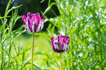 Blooming white and purple tulips in a spring garden. Selective focus.