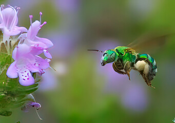 Orchid Bee