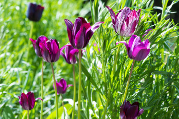 Blooming white and purple tulips in a spring garden. Selective focus.