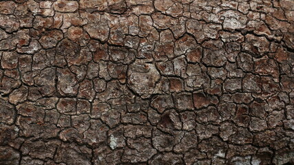 Relief texture of the brown bark of a tree with green moss. Relief creative texture old oak bark