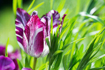 Blooming white and purple tulips in a spring garden. Selective focus.