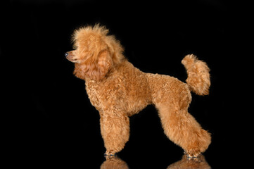 apricot toy poodle standing in show stack on black studio background