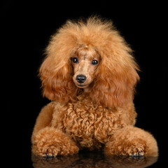 beautiful apricot toy poodle lying on black studio background