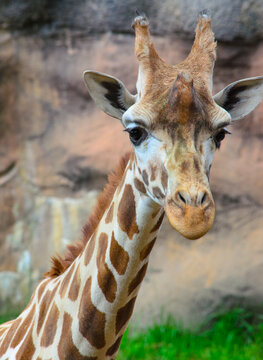 headshot of a giraffe
