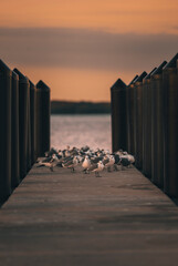 pier on the beach birds nature key Biscayne Florida 