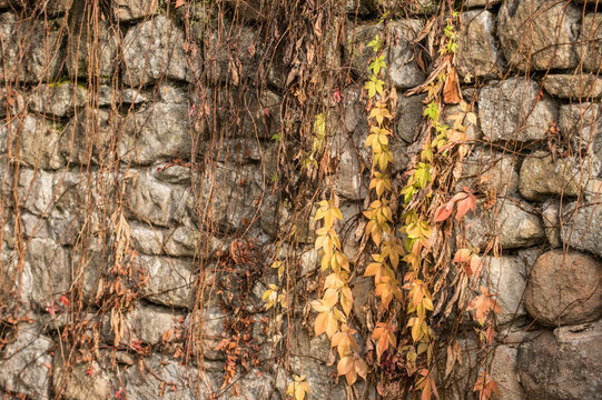 Wilder Wein Parthenocissus quinquefolia mit Herbstlaub an Natursteinmauer aus Sandstein