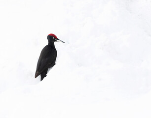 Black Woodpecker, Dryocopus martius