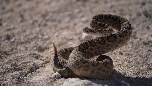 Slow Motion Rattle Snake