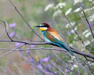 European Bee-eater, Merops apiaster