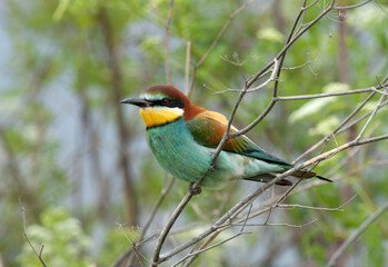 European Bee-eater, Merops apiaster