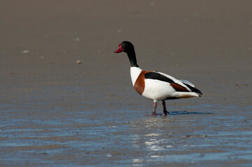 Common Shelduck, Tadorna tadorna