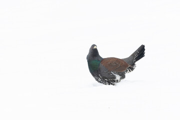 Western Capercaillie, Tetrao urogallus