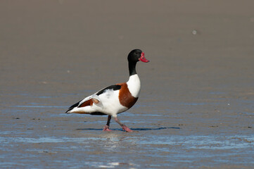 Common Shelduck, Tadorna tadorna
