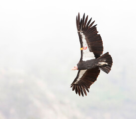 California Condor, Gymnogyps californianus