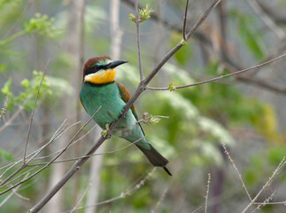European Bee-eater, Merops apiaster
