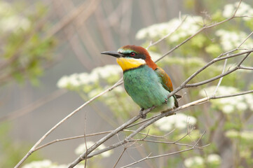 European Bee-eater, Merops apiaster