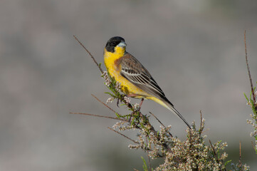 Black-headed Bunting, Emberiza melanocephala