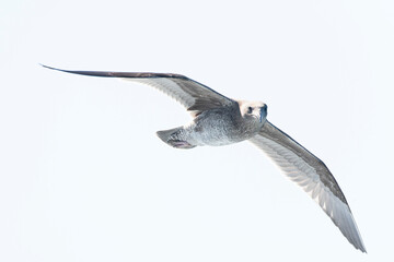 Western Gull, Larus occidentalis
