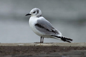Black-legged Kittiwake, Rissa tridactyla
