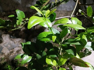 Citrus hystrix, called the kaffir lime, citrus fruit native to tropical Southeast Asia and southern...