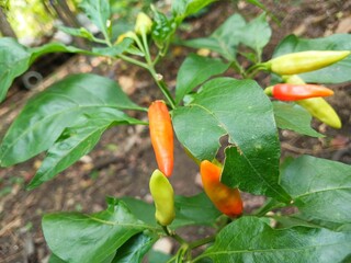 view of many Tabasco pepper (Capsicum frutescens) or Chilli peppers on tree branches with green leaves nature background.