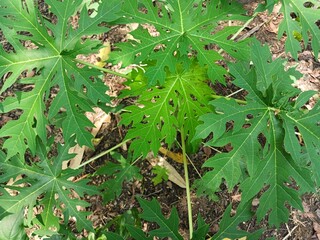 Look in the garden at the surface of the leaves of a papaya tree (carica papaya).