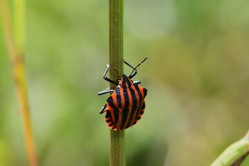 A smelly colored beetle striped bug crawls up a blade of grass