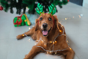 A Christmas dog of the Golden Retriever breed with a garland wrapped around him and a hat with deer...