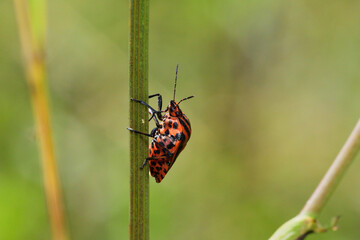 A smelly colored beetle striped bug crawls up a blade of grass