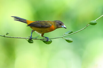 Scarlet-rumped tanager walking on a straw