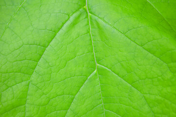 background texture green leaf structure macro photography