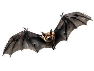 Majestic Flying Bat, isolated on a transparent or white background