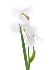 A bouquet of white irises.