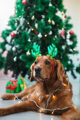 A dog of the Golden Retriever breed, wearing deer antlers and a garland on his neck, lies against the background of a Christmas tree. Christmas dog, New Year with a dog, family traditions.